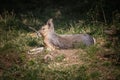 Patagonian hare immortalized in captivity in a wildlife park